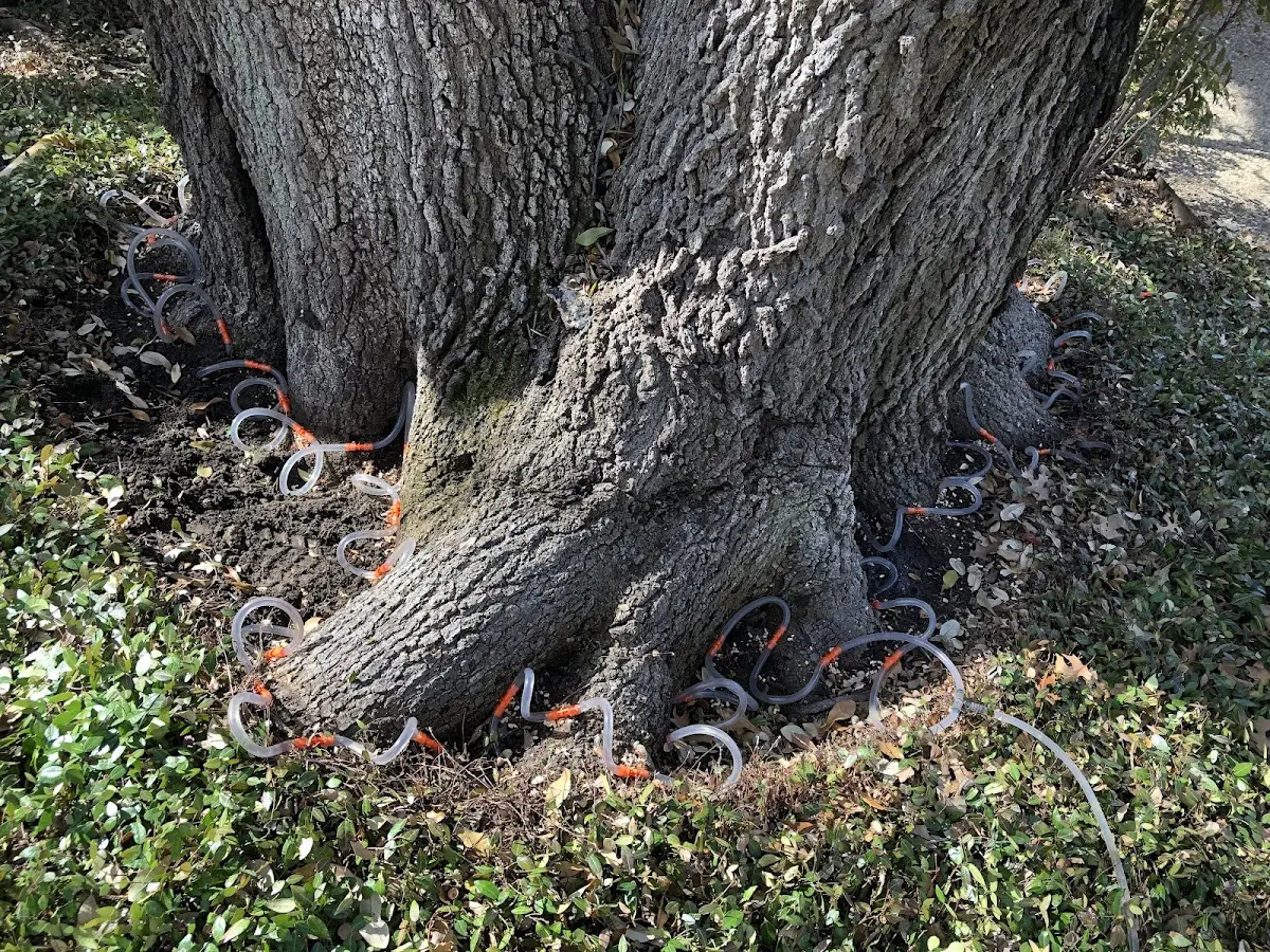 Detailed Tree Cabling and Bracing job site in New Bloomfield