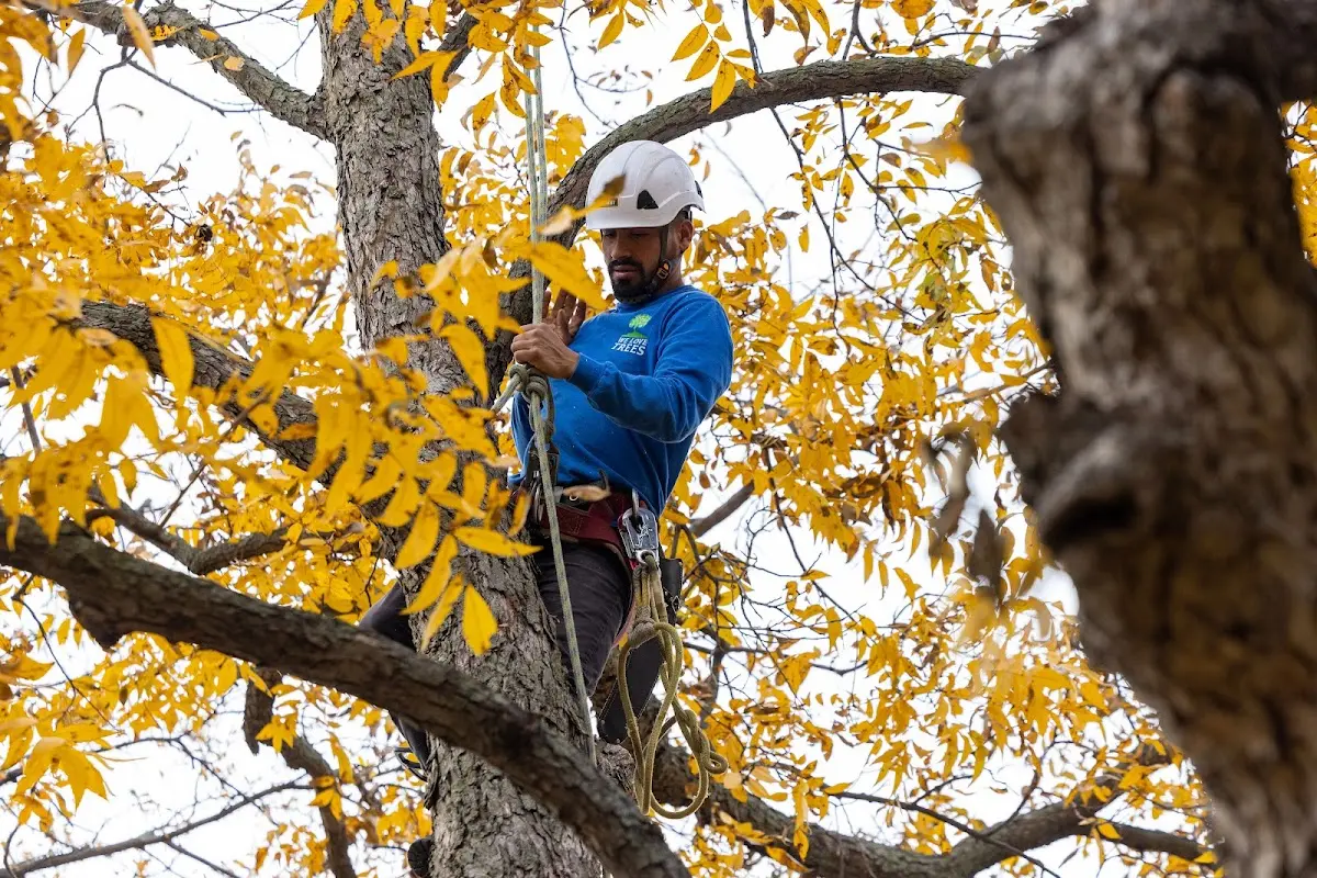 Skilled Tree Transplanting crew working in New Bloomfield